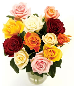 12 Classic Mixed Roses