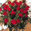  A Dozen Deluxe Red Roses