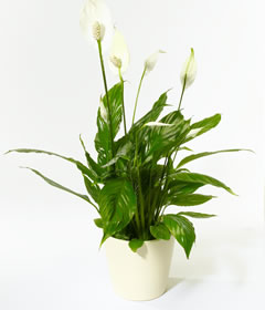 Post-a-Rose Peace Lily