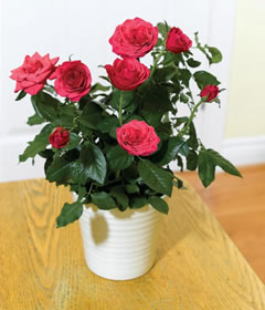 Post-a-Rose Pink Rose Pot Plant