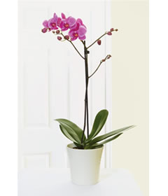 Post-a-Rose Potted Orchid 