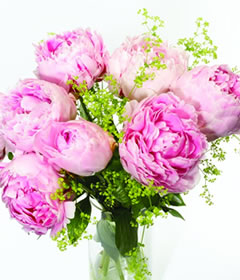 Post-a-Rose Pretty Pink Peonies