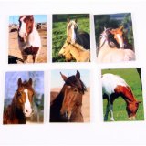 Pony and Horse Pocket Memo Pad, 6 assorted designs sold separately