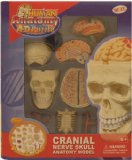 Human Cranial Skull Anatomy Model