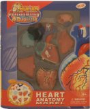 Human Heart Anatomy Model