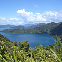 Queen Charlotte Track One Day Guided Cruise and