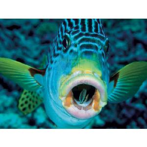 National Geographic Coral Reef Fish 1000 Piece Jigsaw Puzzle