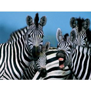 National Geographic Laughing Zebras 1000 Piece Jigsaw Puzzle