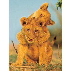 National Geographic Lion Cubs 1000 Piece Jigsaw Puzzle