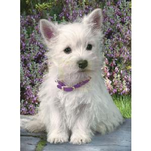 Ravensburger White Yorkie With Purple Flowers 500 Piece Jigsaw Puzzle