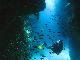 Red Sea diving holidays