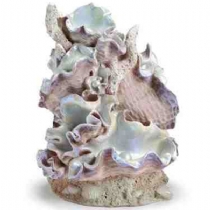 Reef One Samuel Baker Clamshell Pink Small