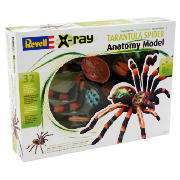 X-Ray Animals - Tarantula Spider