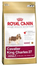 Canine Cavalier King Charles 27
