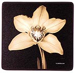 Royal Doulton Exotic Lily Coasters x 6