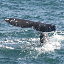 Diego Whale and Dolphin Watching Cruise -