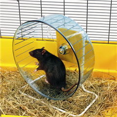 Giant Rolly Wheel for Rats by Savic
