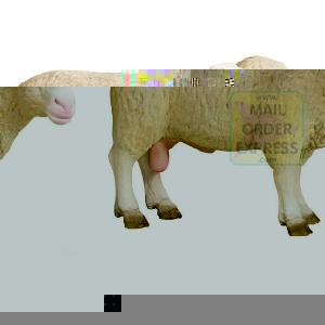 Ram Male Sheep