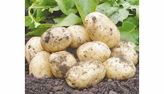 Potatoes - Swift 1kg