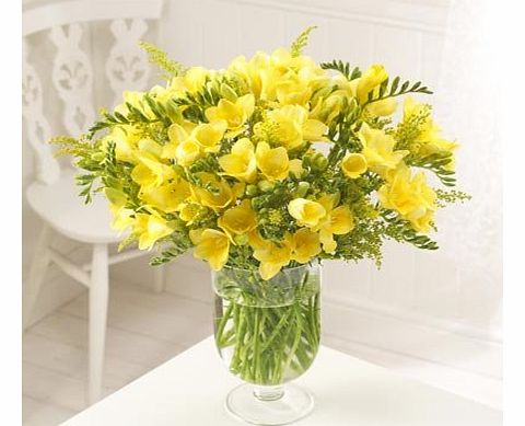 SendaBunch 20 Yellow Guernsey Freesias FRESH FLOWERS by POST with free elivery
