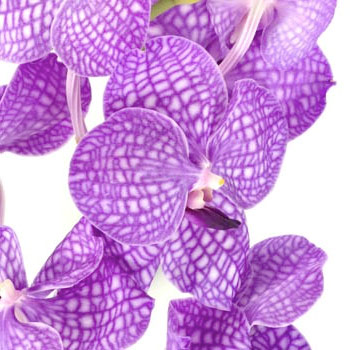 Vanda Orchid Stem - flowers