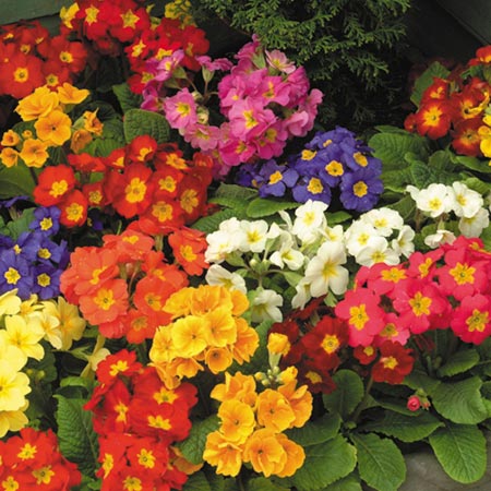 Bedding Miniplant Collection Pack of 180