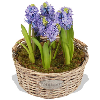 Spring Blue Hyacinth Basket - flowers
