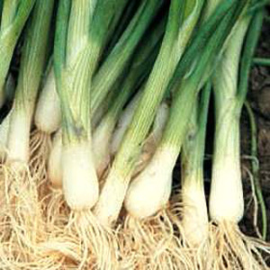 spring Onion Performer Seeds