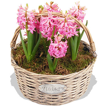 Pink Hyacinth Basket - flowers