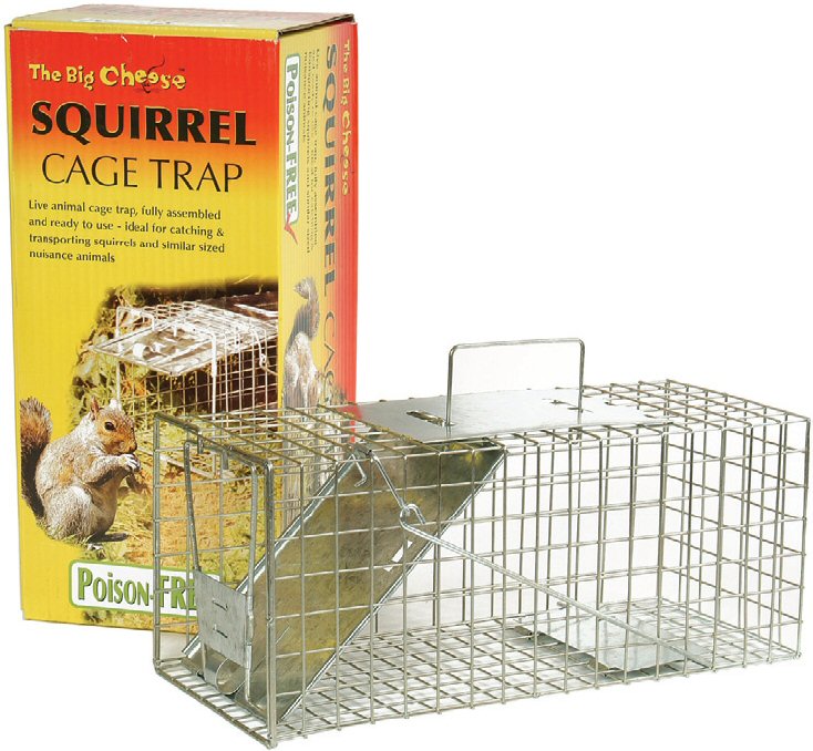 squirrel traps