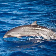ST Lucia Dolphin and Whale Watching Half Day