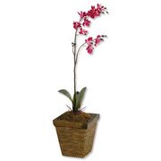 Superior Artificial Plant in Ceramic Pot H700mm Chinese Lily Ref 9900208
