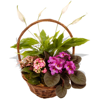 Summer Basket - flowers