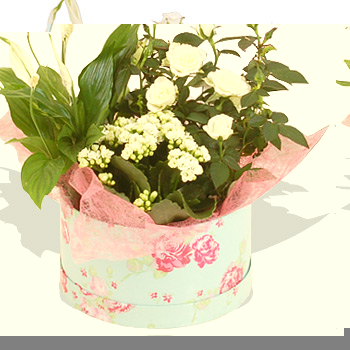 Hatbox Planter - flowers