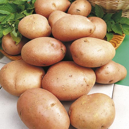 READER OFFER - SU879 Pack of 6 Potato Tubers