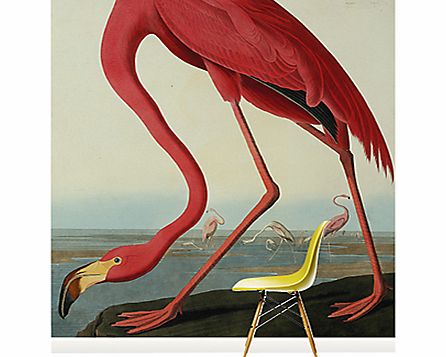 Surface View Greater Flamingo Wall Mural, 100 x