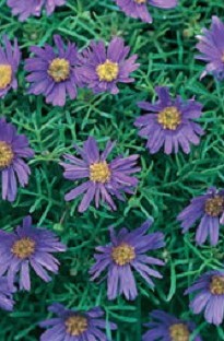 River Daisy Blue x 5 young plants
