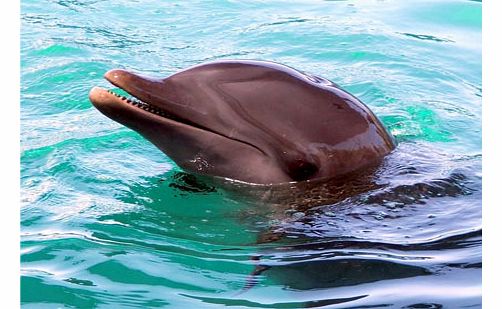 Swim With Dolphins in Sharm El Sheikh
