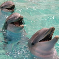 Gray Line - Cozumel Swim With The Dolphins At
