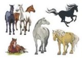 The Creative Nut Ltd Horses Temporary Tattoo
