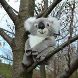 Koala 8 ` Tall