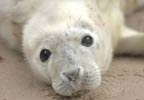 The National Seal Sanctuary - Gweek After 3pm Special