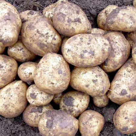 Toluca Potatoes - 2kg 2kg