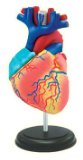 Science Anatomy Model - HEART - by BITZ