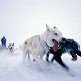 treatme.net Dogsled Adventure in Finland