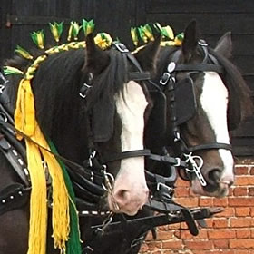 treatme.net Hands On Shire Horse Experience