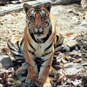 treatme.net Indian Tiger Tracking for 2