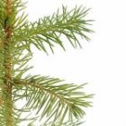 Tree2mydoor Norway Spruce
