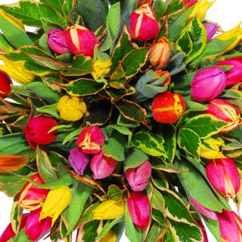 Tulip Sensation - flowers