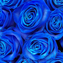 Unbranded 10 Blue Roses